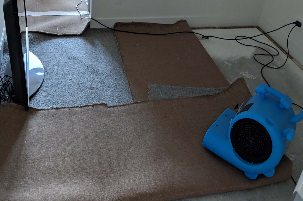 Mould Remediation Gold Coast Services